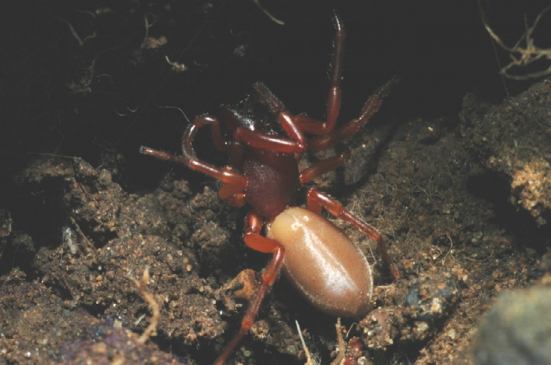 Dysdera sp.